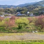 かつらぎ町三谷！売農地！坪単価約5,000円！土地620.73坪！すもも畑！